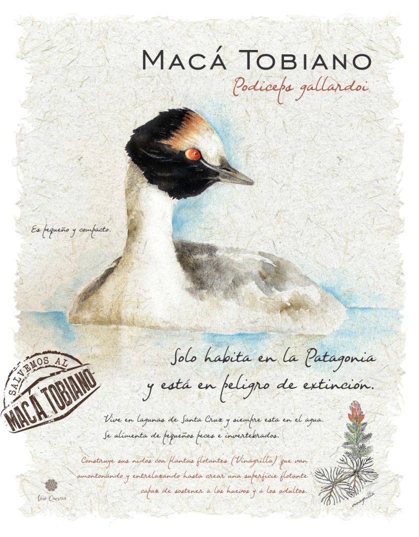 Mi Proyecto del curso: Ilustración de un diario naturalista de Patagonia 11