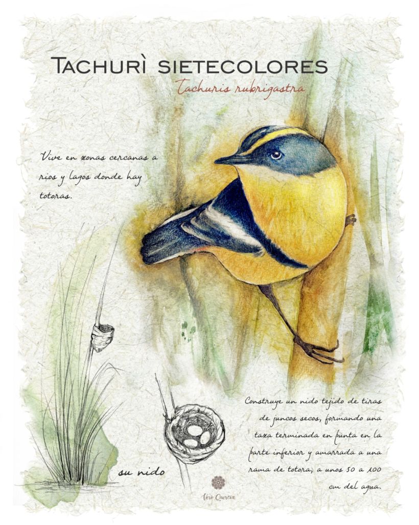 Mi Proyecto del curso: Ilustración de un diario naturalista de Patagonia 14
