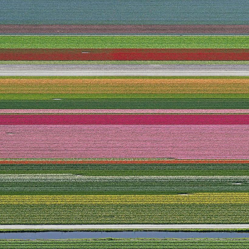 Campos de tulipanes en los Países Bajos. Bernhard Lang
