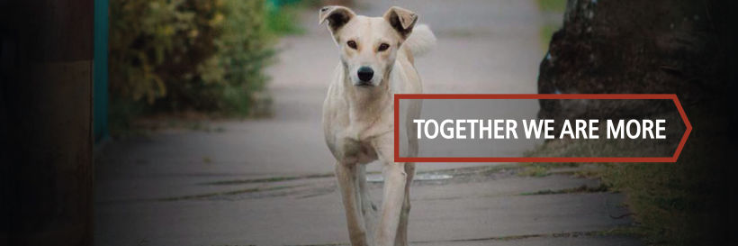 Gráficas para ONG / Red de apoyo canino / @reddeapoyocanino 6