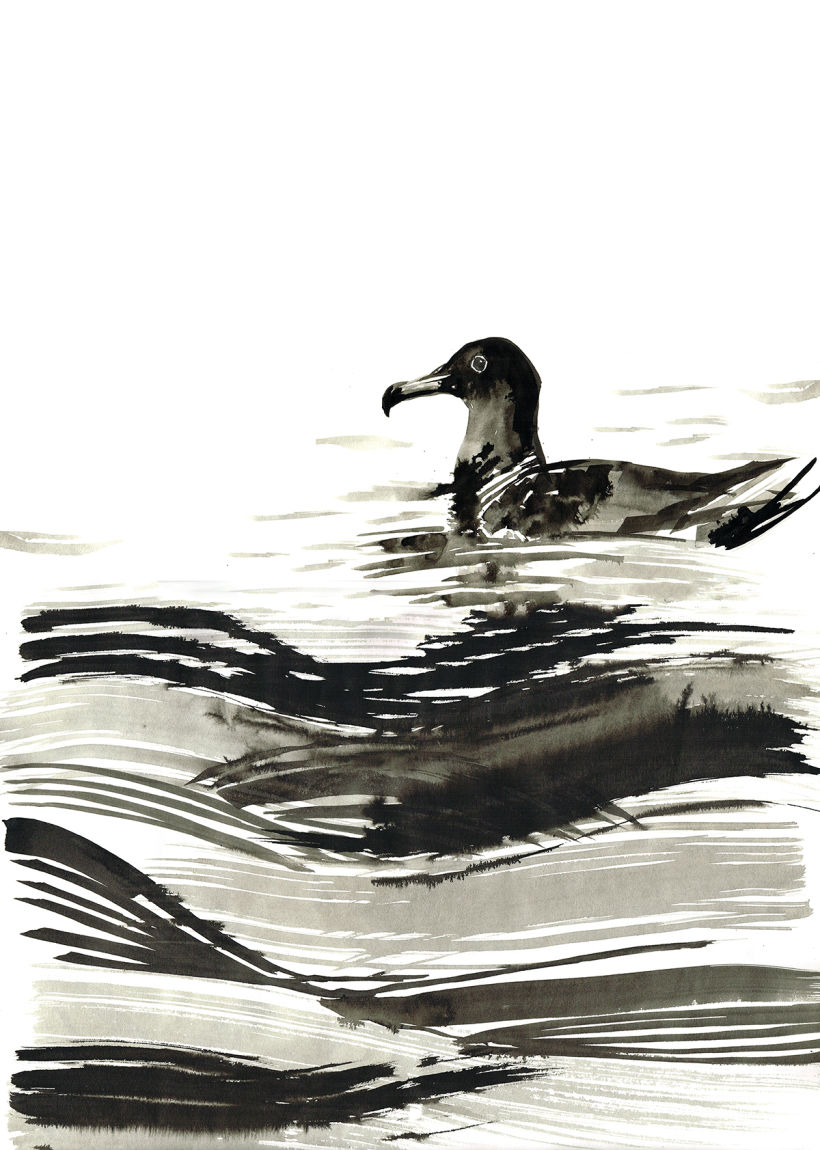 Shearwater birds 4