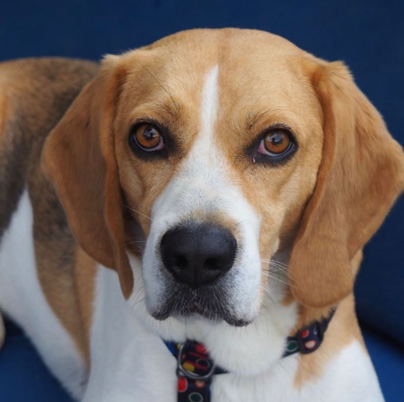 DUC/ Beagle, su mirada lo dice todo! 