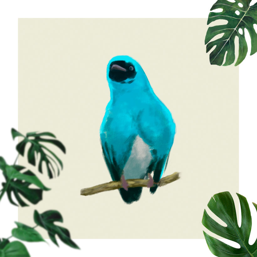 Azulejo golondrina - Tersina viridis