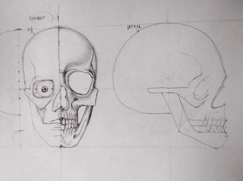 Mi Proyecto del curso: "Dibujo anatómico para principiantes". Un Vitruvio usando las proporciones que nos indicó ZURSOIF 4