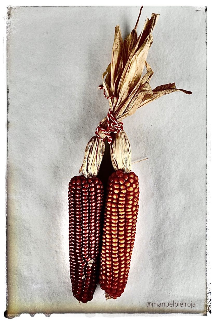 Estampa Nª IV  Mazorcas de maíz  © Manuel Pérez Báñez, 2020
