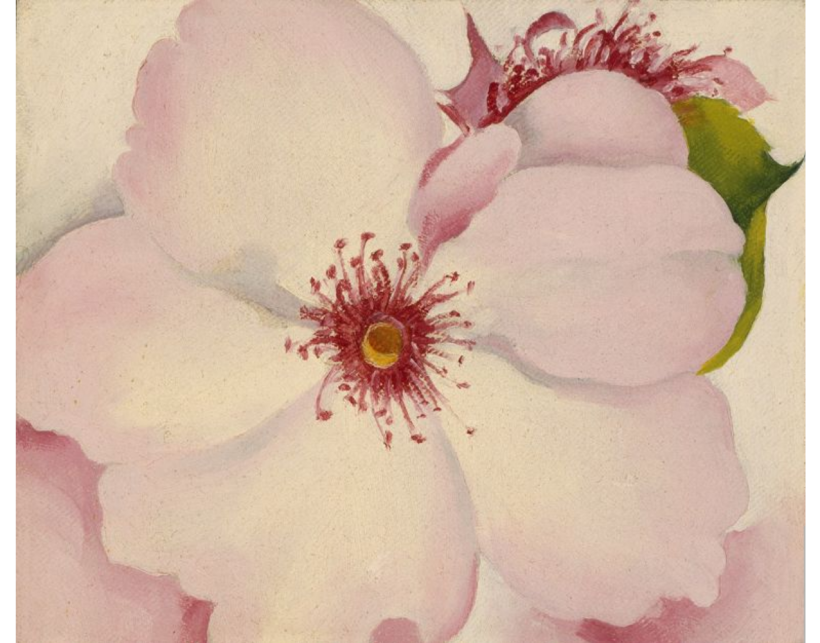 Rose, Georgia O'Keeffe (1920). Georgia O’Keeffe Museum