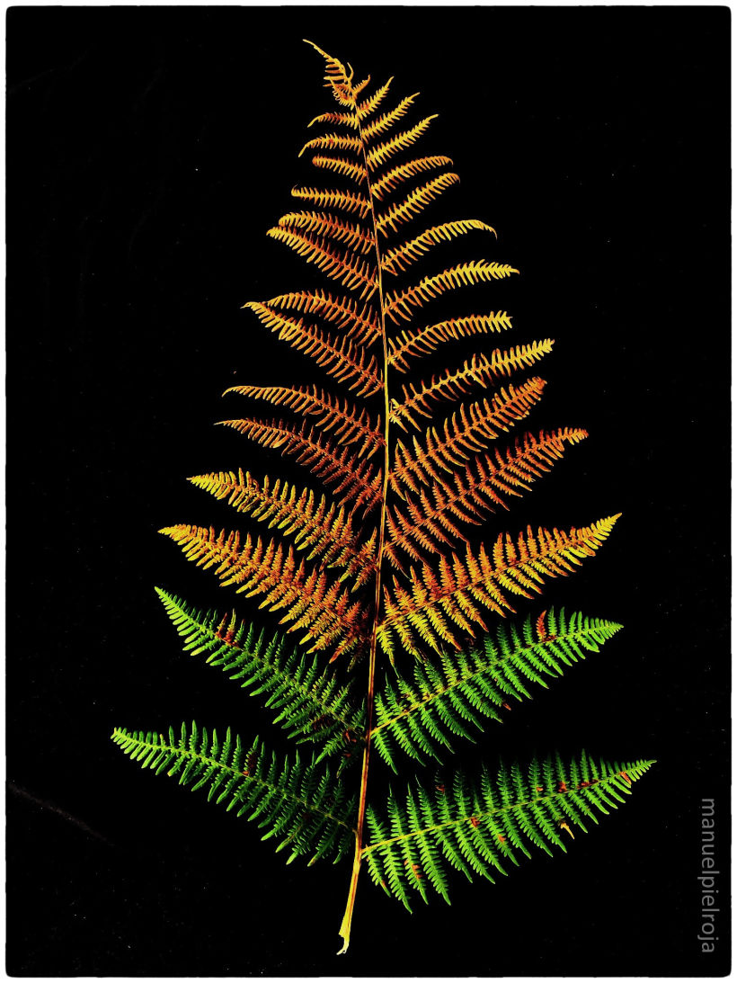 Estampa Nº IX:  La misteriosa flor del helecho   (Pteridium aquilinum)  © Manuel Pérez Báñez, 2020