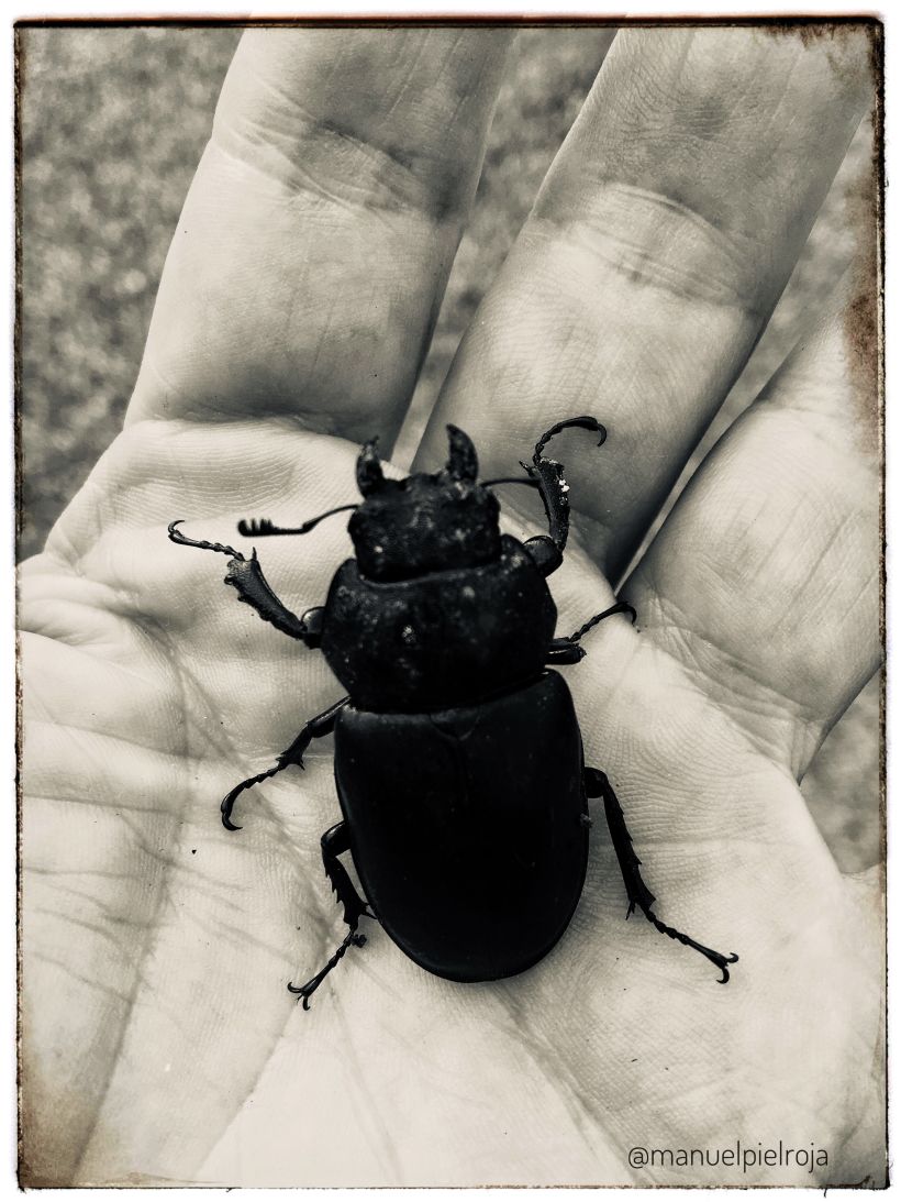 Estampa Nº XIV: Escarabajos divinos de la muerte © Manuel Pérez Báñez, 2020