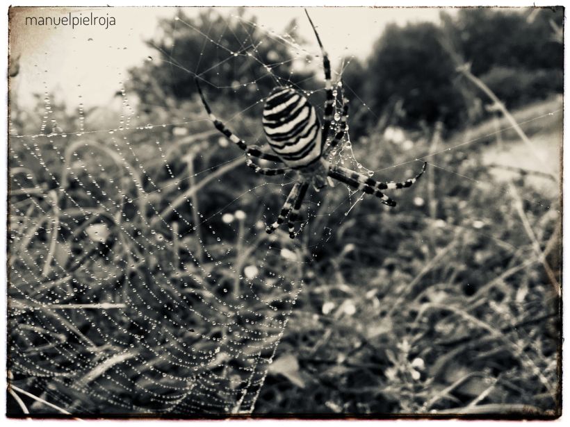 Estampa Nº XI.2: Araña tigre (Argiope bruennichi)   © Manuel Pérez Báñez, 2020