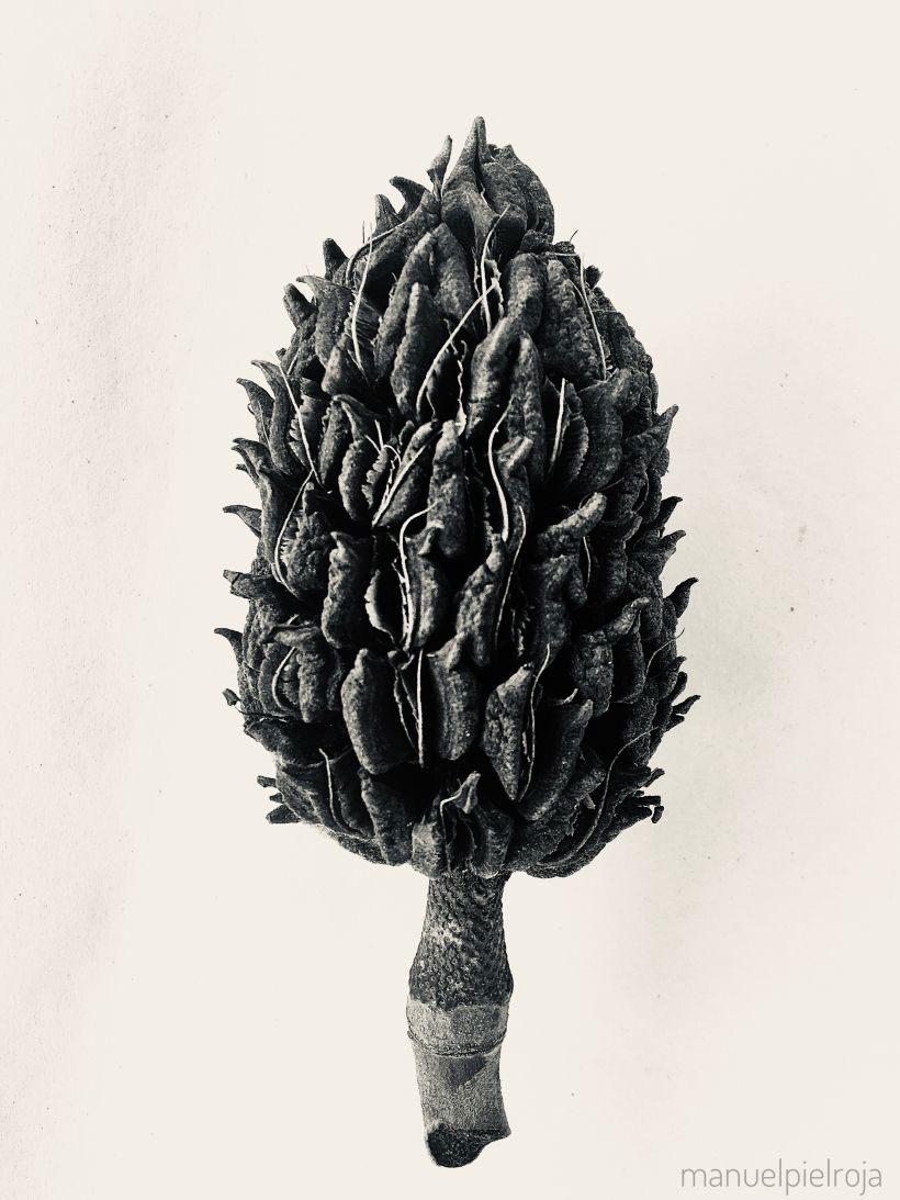 Estampa Nº X.1:  Fruto seco del Magnolio (Magnolia grandiflora)   © Manuel Pérez Báñez, 2020