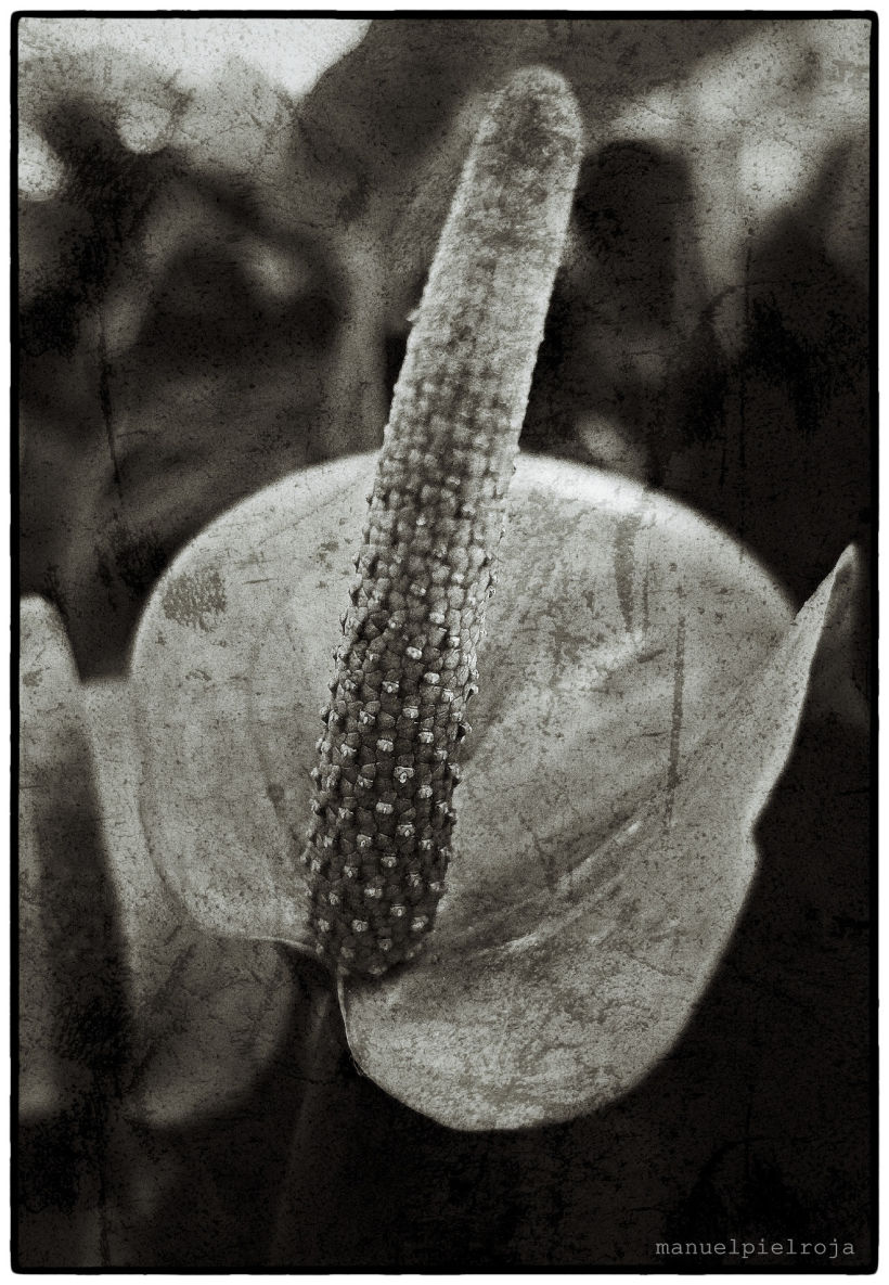 Estampa Nº XVIII.2:  Linneo, el pornógrafo  de la botánica (Parte 2)  © Manuel Pérez Báñez, 2020