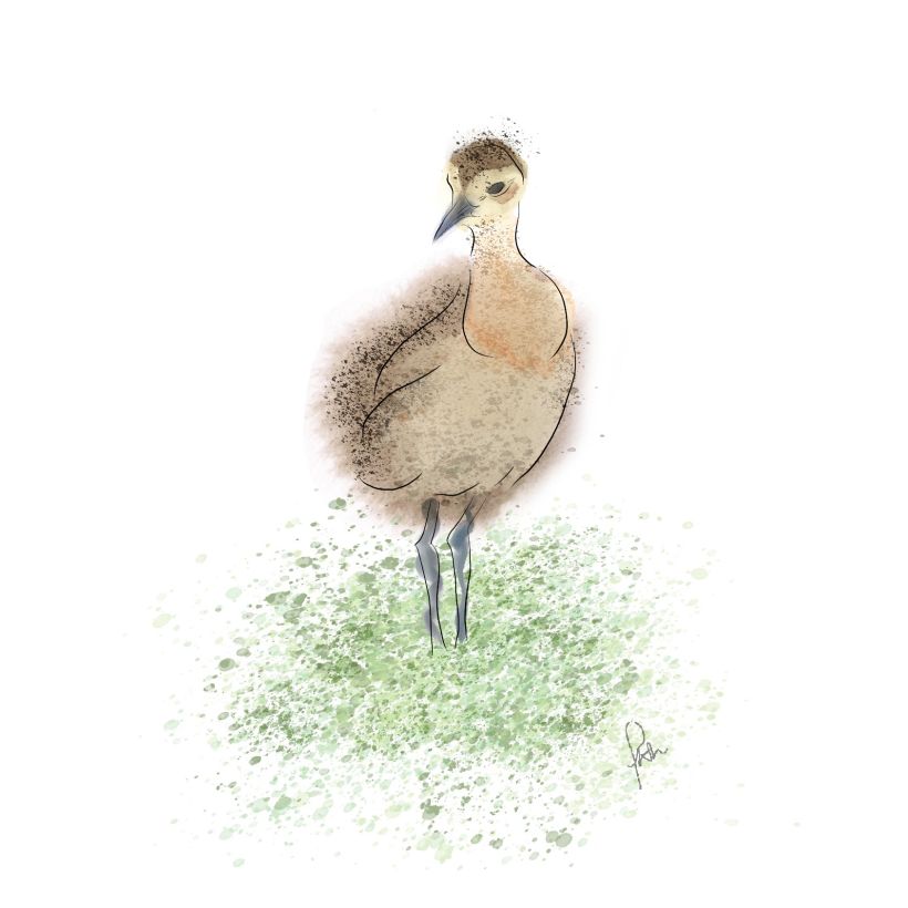 Curlew Chick 0
