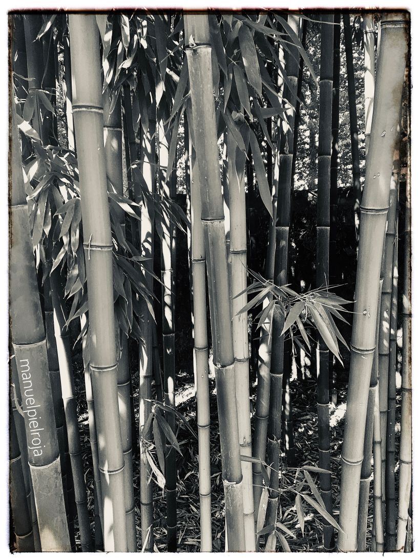 Estampa Nº XVI: Bambú hasta en la sopa  © Manuel Pérez Báñez, 2020