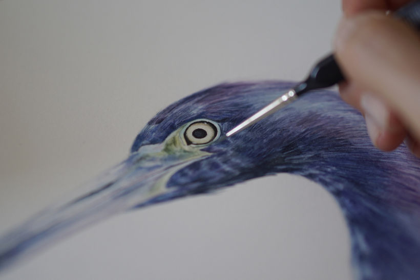 Estudios en Acuarela de una Garza Azul - Watercolor Studies of a Blue Egret 1