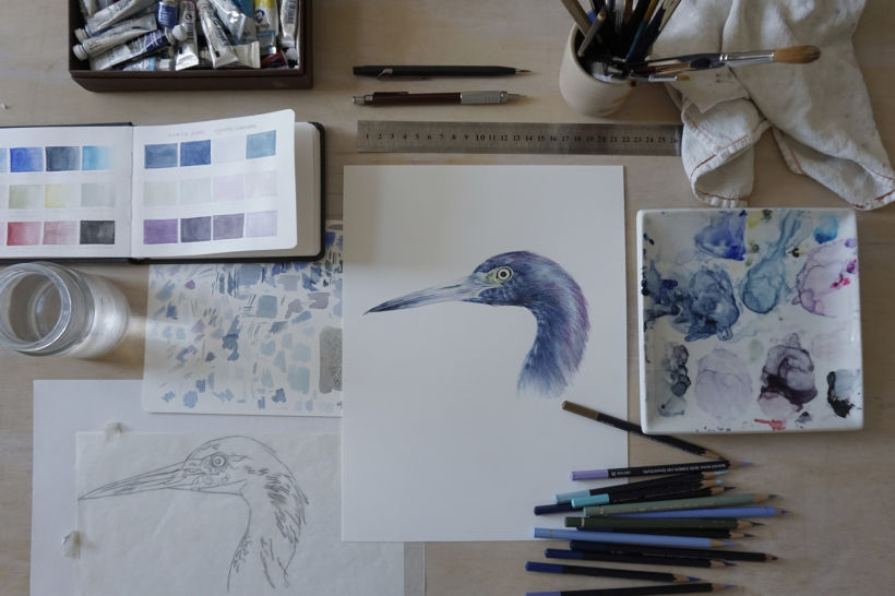 Estudios en Acuarela de una Garza Azul - Watercolor Studies of a Blue Egret 8