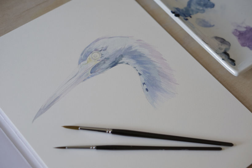 Estudios en Acuarela de una Garza Azul - Watercolor Studies of a Blue Egret 10