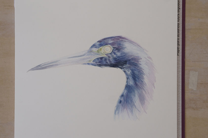 Estudios en Acuarela de una Garza Azul - Watercolor Studies of a Blue Egret 11