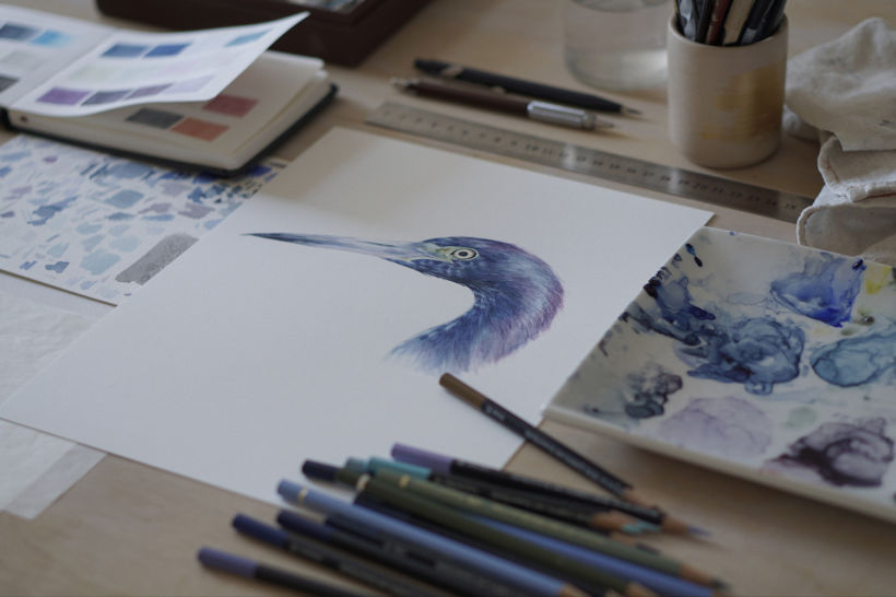 Estudios en Acuarela de una Garza Azul - Watercolor Studies of a Blue Egret 12