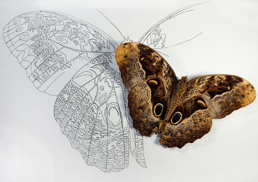 Boceto lineal y material de referencia de la mariposa búho (Caligo sp).