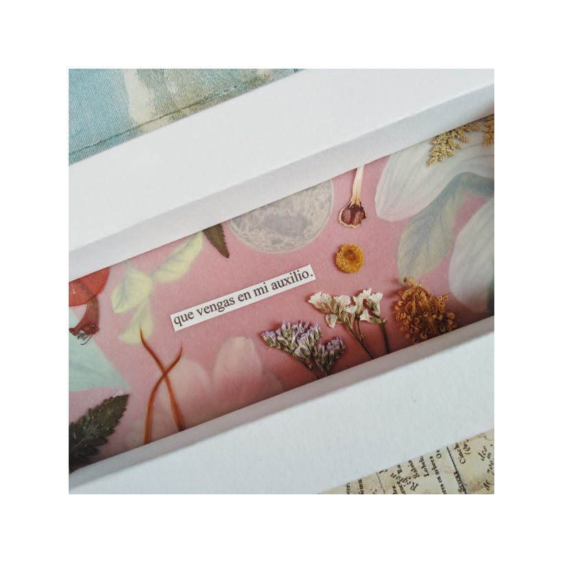 Collage análogo con plantas prensadas y recortes. Marco en cartón. Colección personal.