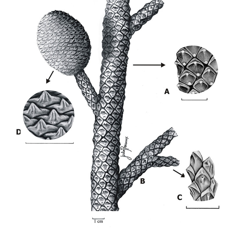 Reconstruction of the “Araucaria mirabilis” tree.