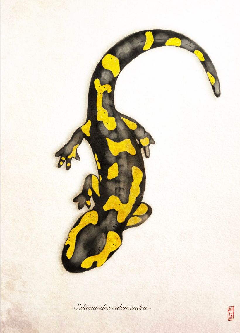 Salamandra salamandra  -1
