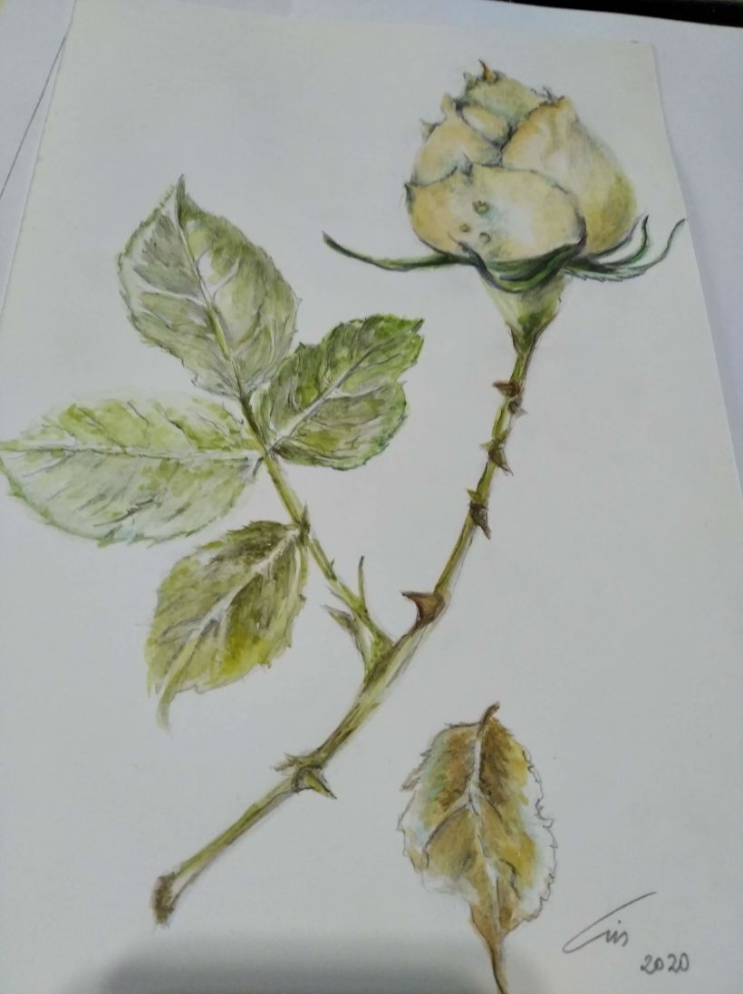 Mi Proyecto del curso: Ilustración botánica con acuarela 0