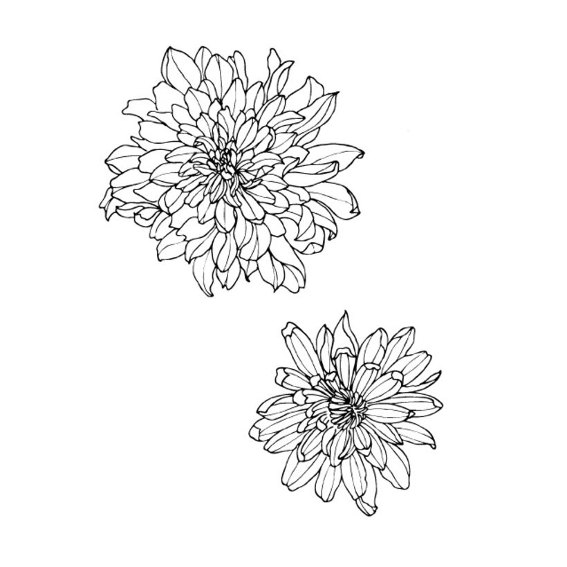 Chrysanthemums 