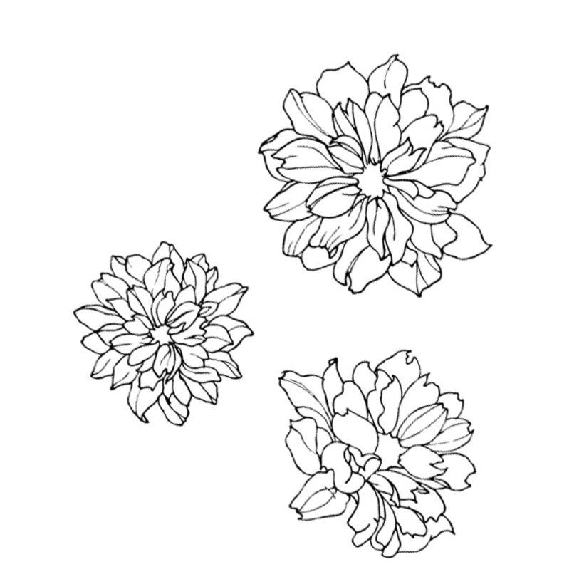Chrysanthemums 