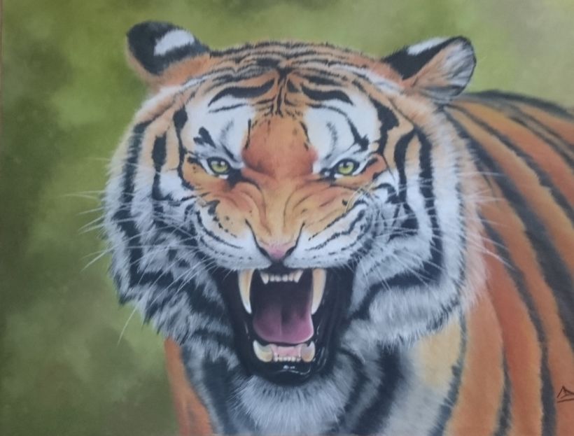 pantera tigris dibujo