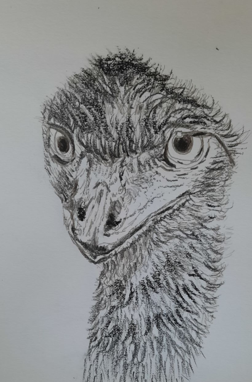 Emu in Charcoal 