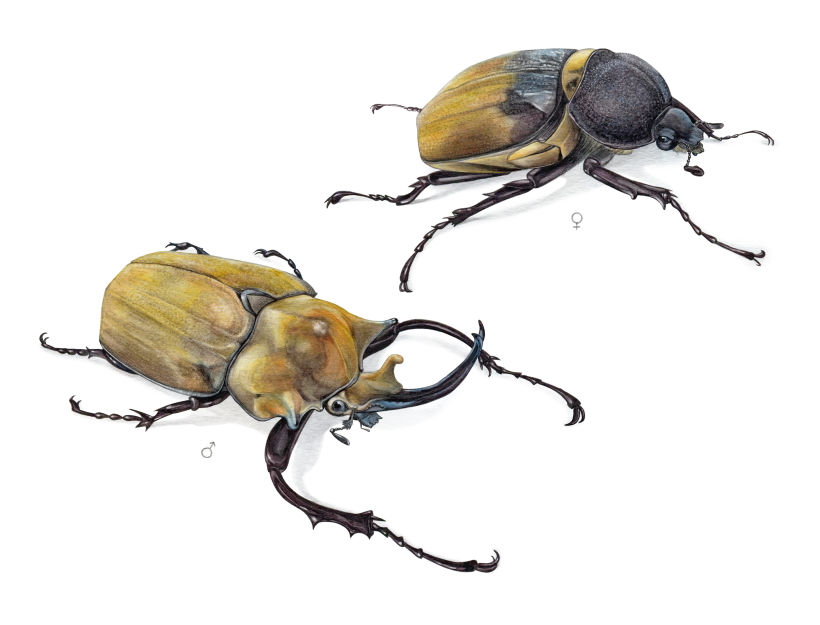 escarabajo elefante - 𝘔𝘦𝘨𝘢𝘴𝘰𝘮𝘢 𝘦𝘭𝘦𝘱𝘩𝘢𝘴 2