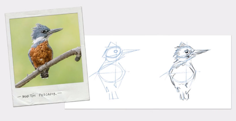 La importancia de observar a la hora de dibujar aves 13