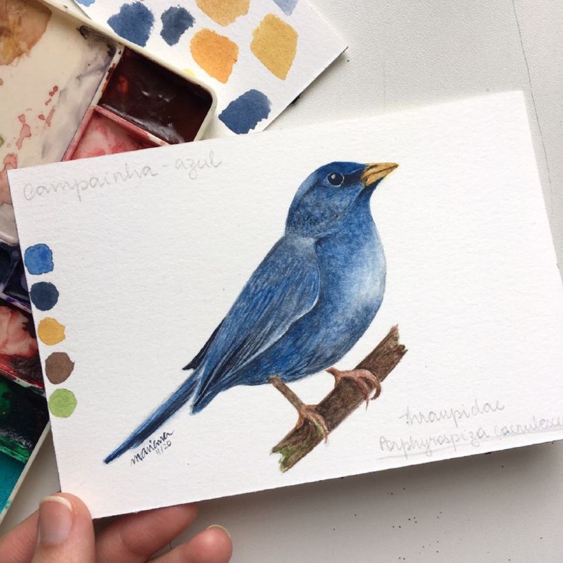 Meu projeto final com a ave: Campainha-azul 1