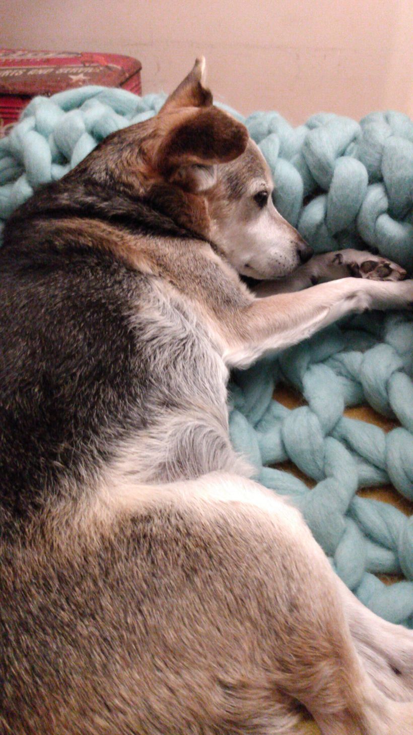 Mi perro Marky, disfrutando de la manta XXL