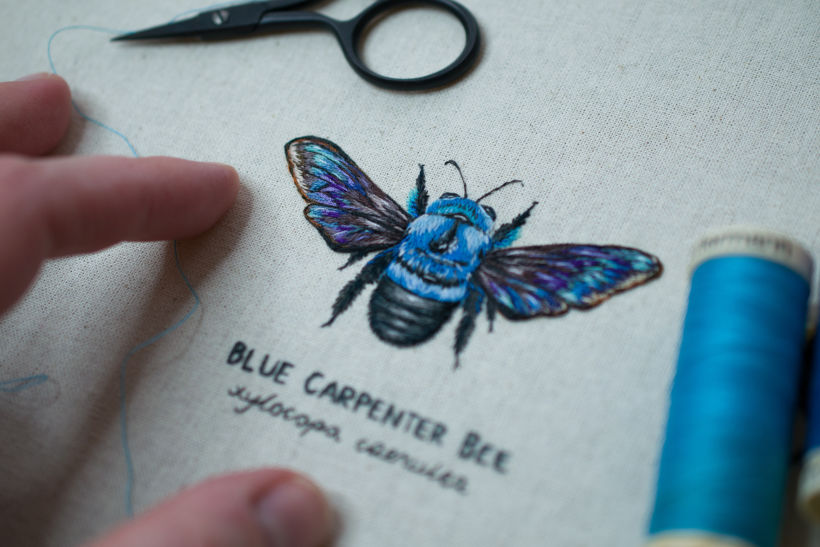 Blue Carpenter Bee 0