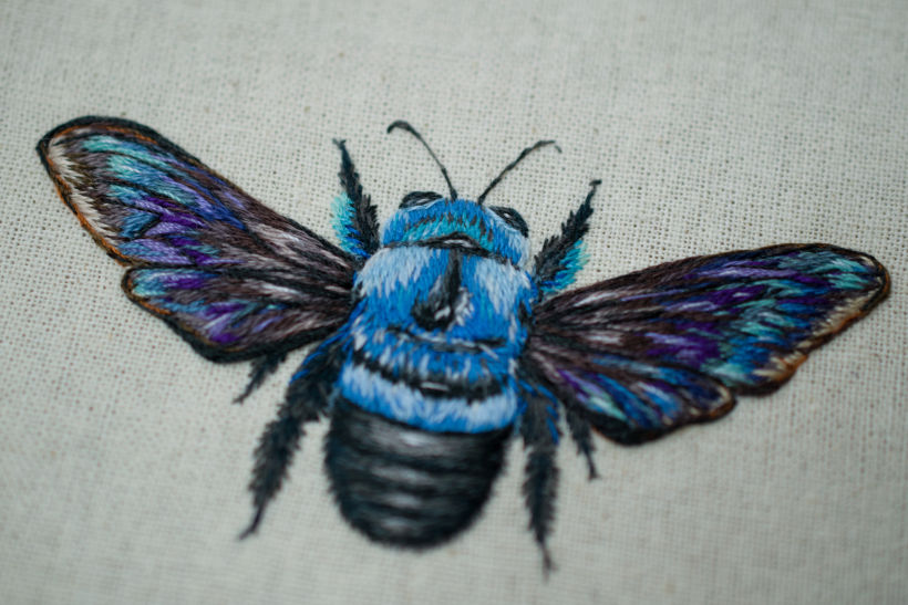 Blue Carpenter Bee 2