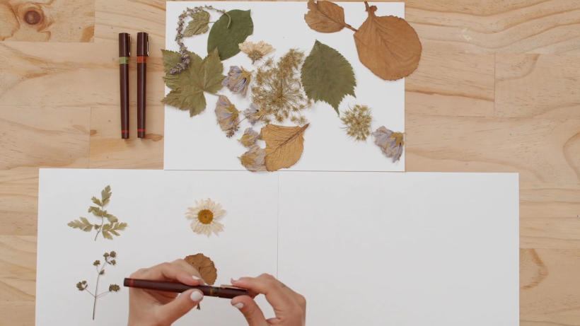 Tutorial Dibujo: cómo dibujar plantas 5