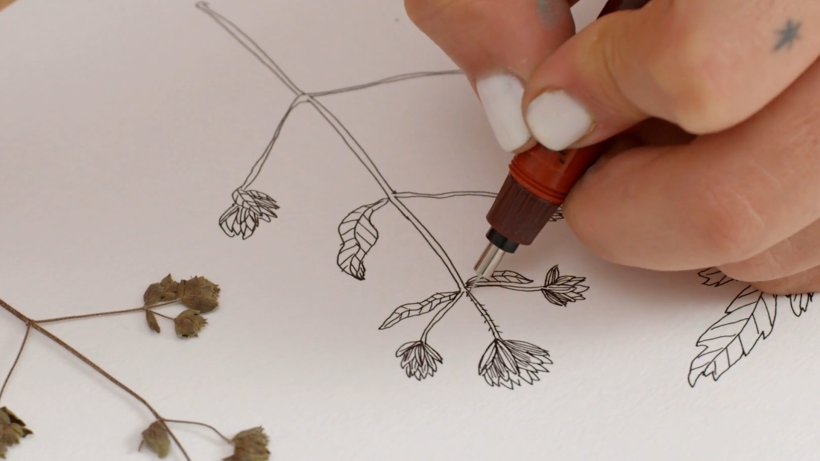 Tutorial Dibujo: cómo dibujar plantas 6