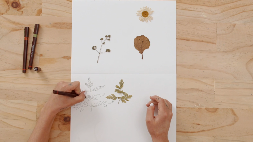 Tutorial Dibujo: cómo dibujar plantas 8