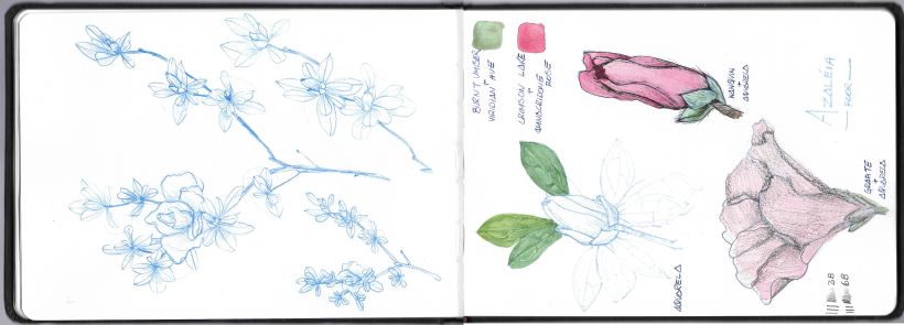 My project in Botanical Watercolor Sketchbook course 8
