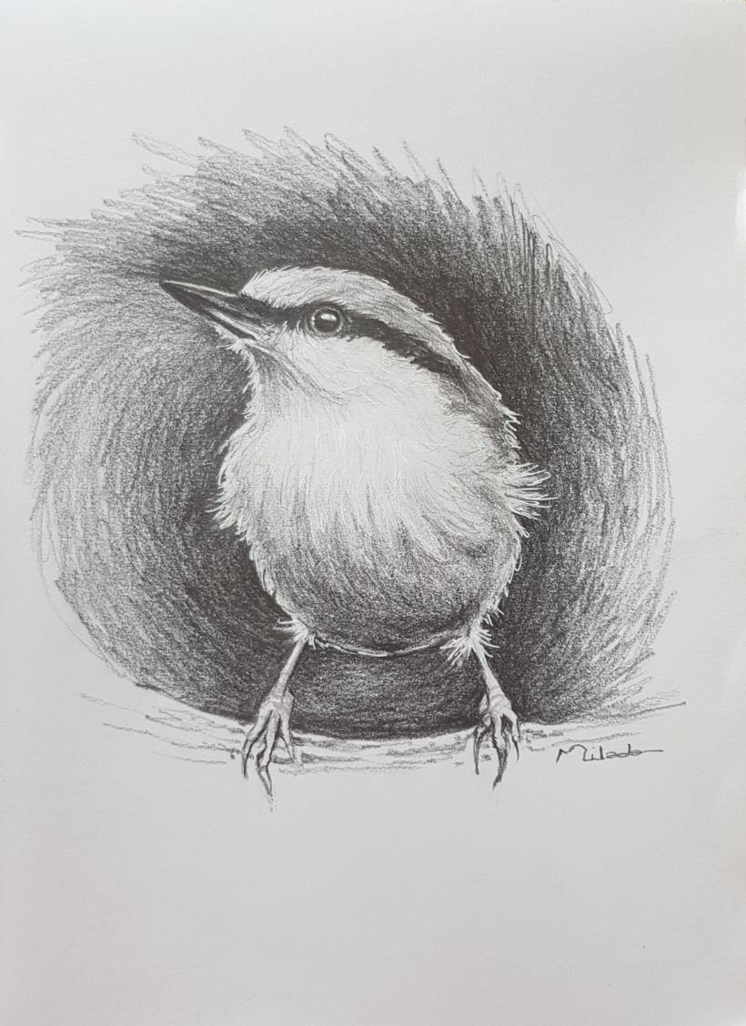 10 little bird drawings  Image