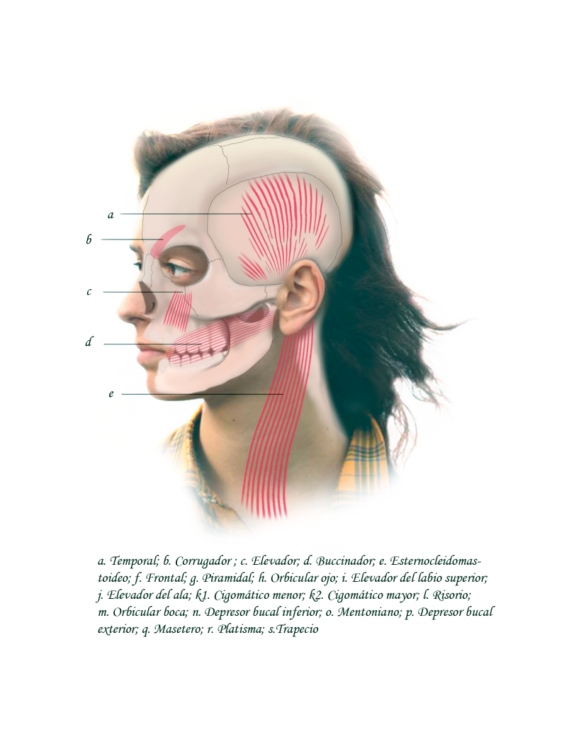 1. Musculatura facial - Nivel inferior