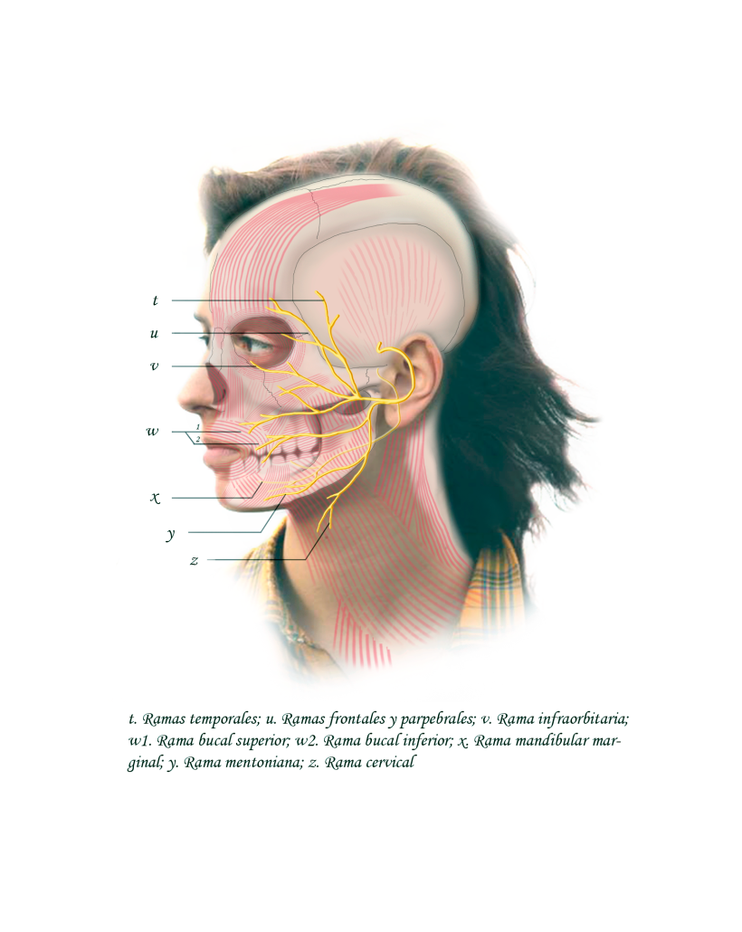 3. Nervio facial