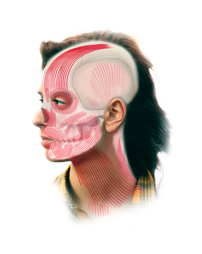 2. Musculatura facial - Nivel superior - Detalle