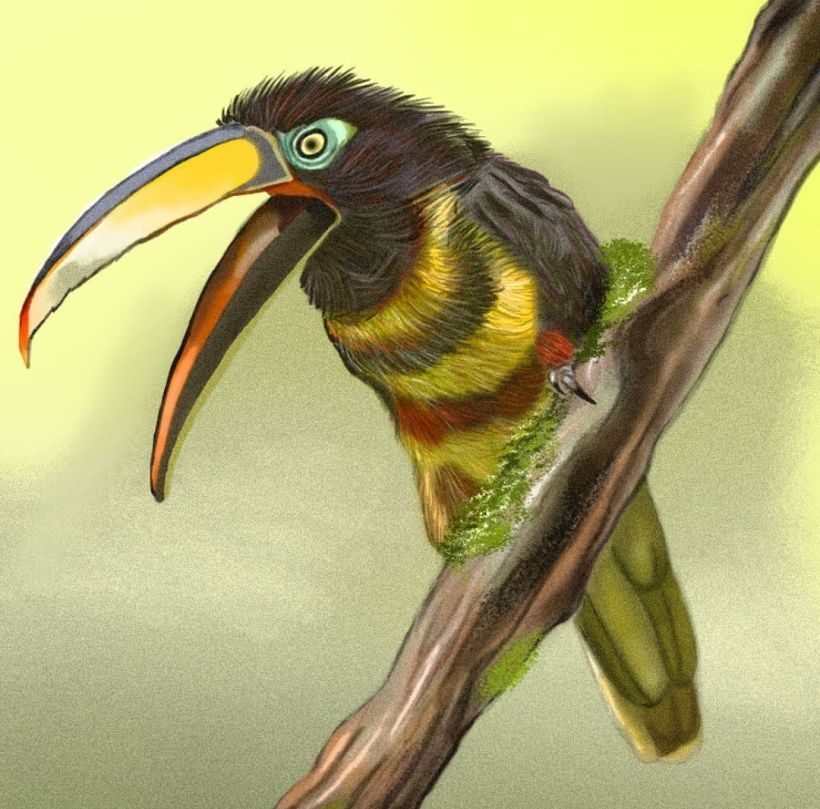 Aves - Biodiversidad 2
