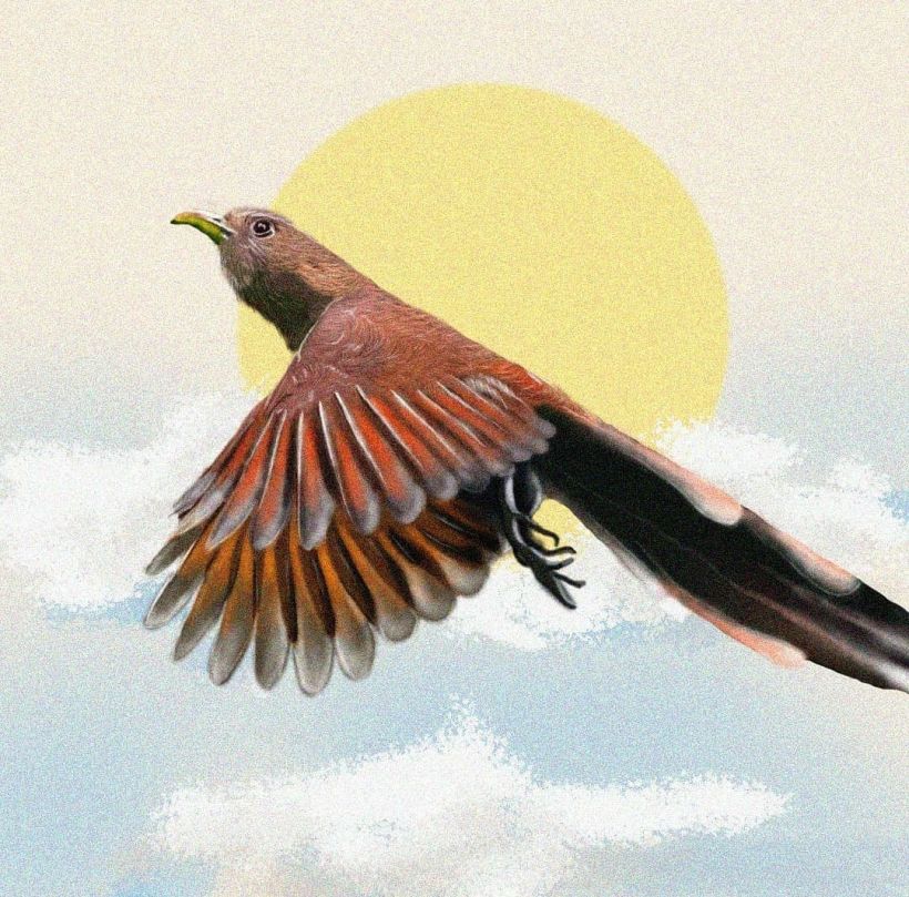 Aves - Biodiversidad 25