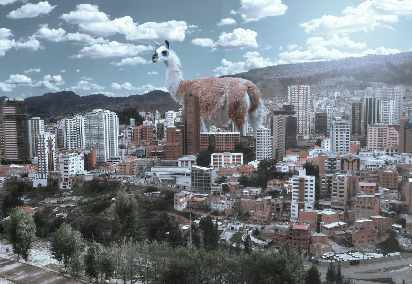 Alpaca en la ciudad de La Paz-Bolivia. 