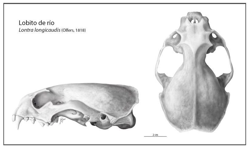 Vista lateral y dorsal del cráneo del lobito de río realizados con lápiz de grafito (2019). 