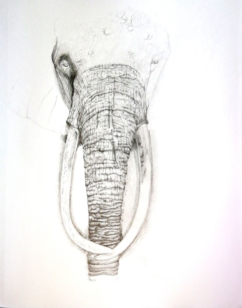 Elephant -1